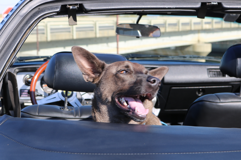 Illustration for article titled Harris Ranch C&C, Toby, and Sunchaser photodump